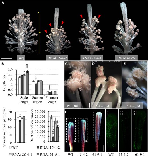 Silencing GhVIN1 in cotton disrupted style and stamen development, delayed anther dehiscence, and reduced pollen number. A, Representative images of 0-d transgenic flowers with petals removed, showing the uncoordinated style protrusion and stamen development in the RNAi plants compared with the wild type (WT). The red arrowheads indicate indehiscent anthers. The yellow brace indicates the stamen region measured in B. B, GhVIN1-RNAi flowers displayed longer styles or shorter filaments, decreased stamen region, and lower stamen and pollen numbers per flower. Each value is the mean ± se, with data collected from eight flowers of four individual plants for each line. Asterisks denote significant differences (one-way ANOVA; *, P < 0.05; **, P < 0.01; and ***, P < 0.001) between RNAi and wild-type plants. C to E, Anther dehiscence occurred on the day of flowering in the wild type (C) but not in RNAi line 15-4-2 (D). The latter dehisced 1 d later (E). F, Fewer pollens were detected in transgenic styles compared with the wild type on the day of flowering. Styles were stained with Aniline Blue (left; bright field) and viewed under UV light to show the fluorescence emitted from the stained pollen grains in the boxed regions (i–iii). Bars = 1 cm in A, 200 μm in C, and 5 mm in F. The scales in D and E are the same as that in C.