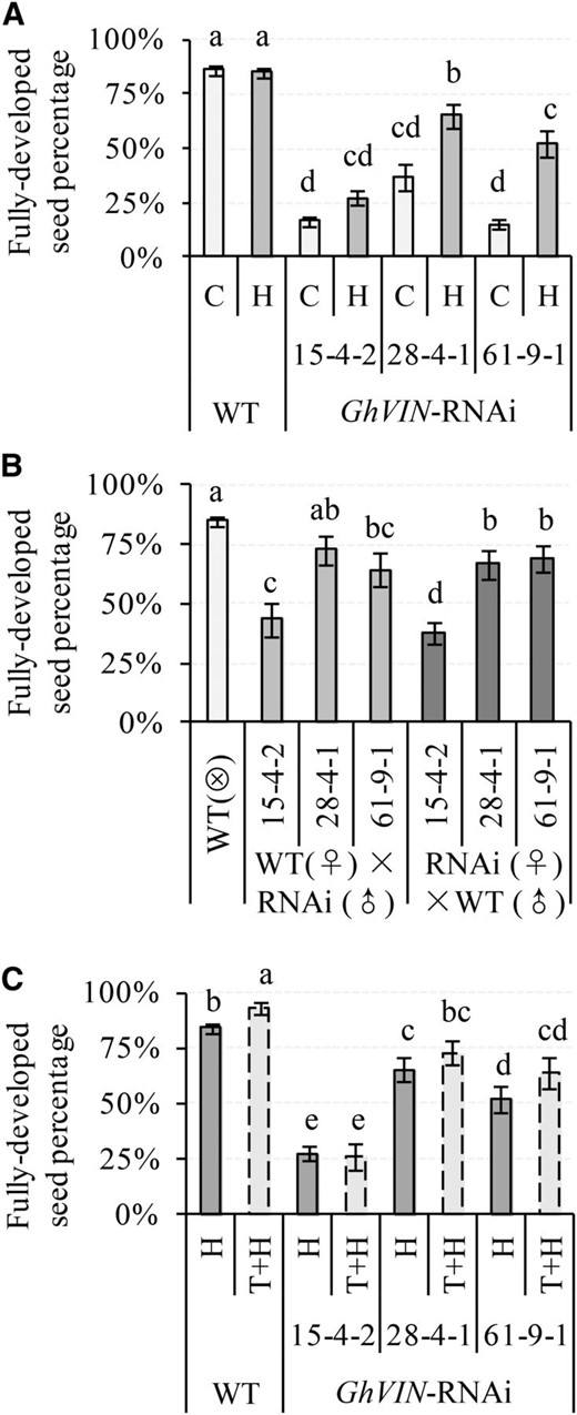 Impact of hand pollination (A), reciprocal crossing (B), and bud thinning (C) on seed fertility in GhVIN1-RNAi lines. The percentages of fully developed seeds in total ovules were calculated for the nontreated control (C), hand-pollinated bolls (H), reciprocal cross hybrids, and bolls after bud thinning and hand pollination (T+H). Each value is the GLMM estimated mean ± se. Data were collected from at least 20 bolls from at least five individual plants for each line. Different letters indicate significant differences at P < 0.05 according to GLMM. WT, Wild type.