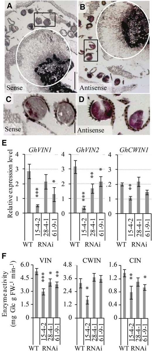 GhVIN transcripts were abundant at the anther-filament joint region and in pollens of wild-type cotton stamen but were evidently reduced in GhVIN1-RNAi lines, resulting in decreased VIN activities. A to D, A longitudinal section of −1-d wild-type cotton anther hybridized with a sense (A) or an antisense (B) RNA probe for GhVINs. Note the GhVIN mRNA signals in the circled anther-filament joint area in B compared with the same region in the sense control in A. C and D are magnified views of pollens in the boxed areas of A and B, respectively, showing strong GhVIN mRNA signals in wild-type pollens. E, qPCR analyses of GhVIN1, GhVIN2, and GhCWIN1 transcripts in −1-d wild-type (WT) and transgenic stamen. Data represent means ± se (n ≥ 6). F, VIN, CWIN, and CIN activities in −1-d wild-type and RNAi stamen. Each value is the mean ± se (n = 4). Asterisks in E and F indicate significant differences (one-way ANOVA; *, P < 0.05; **, P < 0.01; and ***, P < 0.001) between RNAi and wild-type plants. FW, Fresh weight.