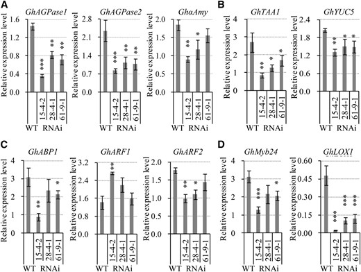 Silencing GhVIN1 reduced the transcript levels in −1-d stamen of candidate genes for starch synthesis and degradation (A), auxin biosynthesis (B), and JA response (D) and altered the expression of some auxin signaling genes (C). Data represent means ± se (n ≥ 6), generated from the same biological replicates as in Figure 6E. Asterisks indicate significant differences (one-way ANOVA; *, P < 0.05; **, P < 0.01; and ***, P < 0.001) between RNAi and wild-type plants (WT).
