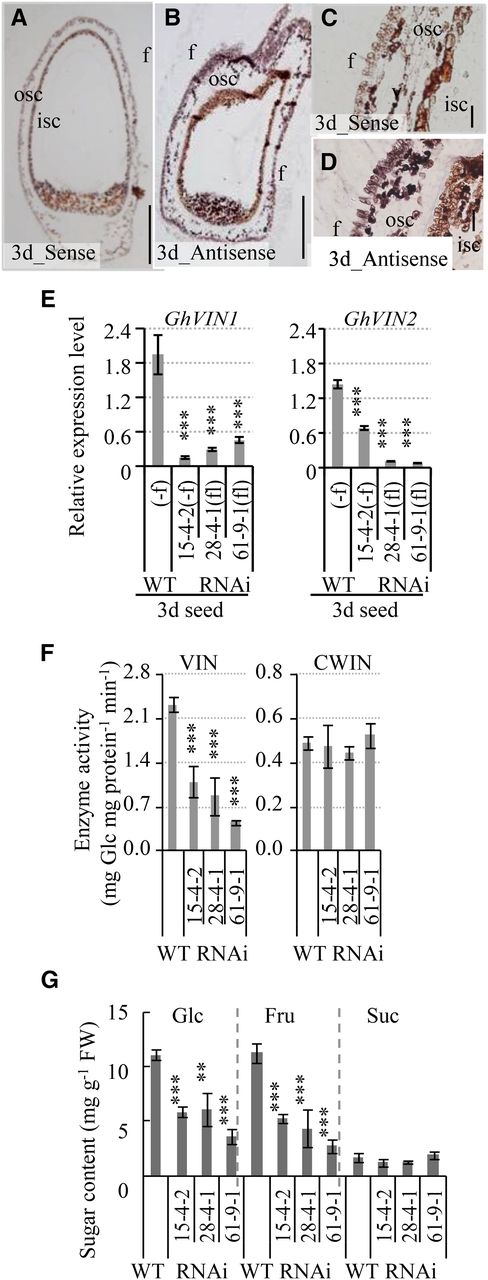 GhVIN transcripts, abundant in the seed coat of 3-d wild-type cotton seeds, were reduced significantly in GhVIN-RNAi seeds, along with a reduction of VIN activity. A to D, Longitudinal section of a 3-d seed hybridized with a sense (A) and an antisense (B) RNA probe for GhVINs. C and D are magnified views of the integument region in A and B, respectively. Note the strong GhVIN mRNA signals in outer seed coat (osc) and fiber (f) cells. isc, Inner seed coat. Bars = 200 μm in A and B and 50 μm in C and D. E, Significantly reduced GhVIN1 and GhVIN2 transcripts in 3-d RNAi seeds compared with wild-type seeds (WT). For comparison with fiberless (fl) transgenic seeds from lines 28-4-1 and 61-9-1, fibers on cotton seeds of the wild type and RNAi 15-4-2 were removed (−f) to minimize the influence of GhVIN transcripts from fiber cells. Data represent means ± se (n ≥ 6). F, VIN activity, but not CWIN activity, was reduced significantly in 3-d transgenic seeds compared with wild-type seeds. Data represent means ± se (n ≥ 4). G, Sugar assays show significantly reduced Glc and Fru contents in 3-d transgenic seeds compared with wild-type seeds. Data represent means ± se (n ≥ 4). Asterisks indicate significant differences (one-way ANOVA; **, P < 0.01; and ***, P < 0.001) between RNAi and wild-type plants. FW, Fresh weight.