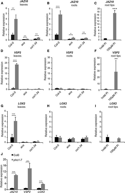 Genes involved in JA biosynthesis and signaling are induced in shoots and roots of Pi-deficient plants. A to I, Expression levels of JAZ10 (A–C), VSP2 (D–F), and LOX2 (G–I) measured in shoots (A, D, and G), whole roots (B, E, and H), and root tips (3 mm; C, F, and I) in Col-0 or the aos and coi1-34 mutants. Plants were grown for 12 d in medium containing 1 mm (black bars) or 100 µm (gray bars) Pi. J, Expression levels of JAZ10, VSP2, and LOX2 measured in shoots of Col-0 (black bars) and pho1-7 (gray bars) grown for 4 weeks in fertilized soil. For A to I, data are means ± sd of three samples obtained from independent plates, with three technical replicates for each sample and each sample consisting of a pool of tissues isolated from 10 plants for shoots, approximately 50 plants for roots, and approximately 150 plants for root tips. For J, data are means ± sd of three samples from plants grown in independent pots and three technical replicates for each sample, with each sample being a pool of three plants. Asterisks denote statistical significance (*, P < 0.05; **, P < 0.01; and ***, P < 0.001) according to Student’s t test. Experiments were performed independently three times with similar results.