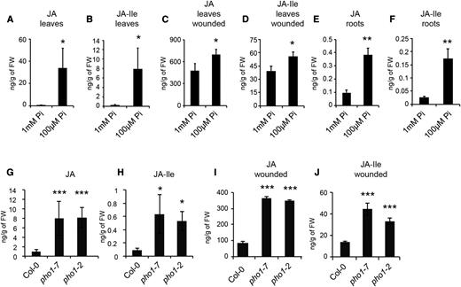 Enhanced levels of JA and JA-Ile in Pi-deficient tissues. A, B, E, and F, JA (A and E) and JA-Ile (B and F) contents in leaves (A and B) and roots (E and F) from plants grown for 12 d in medium containing 1 mm or 100 µm Pi. C and D, JA (C) and JA-Ile (D) contents in shoots from plants grown for 12 d in medium containing 1 mm or 100 µm Pi and 1 h after wounding. G to J, JA (G and I) and JA-Ile (H and J) in shoots of 4-week-old soil-grown Col-0, pho1-7, and pho1-2 plants sampled before wounding (G and H) or 1 h after wounding (I and J). For A to F, data are means ± sd of five samples obtained from independent plates, with each sample consisting of a pool of tissues isolated from 20 plants for leaves and 100 plants for roots. For G to J, data are means ± sd of five samples from plants grown in independent pots, with each sample being a pool of three plants. Asterisks denote statistical significance (*, P < 0.05; **, P < 0.01; and ***, P < 0.001) according to Student’s t test. For G to J, statistical analysis was performed comparing Col-0 with each of the pho1 mutants. Experiments were performed independently one time (I and J), two times (C, D, G, and H), or three times (A, B, E, and F) with similar results. FW, Fresh weight.