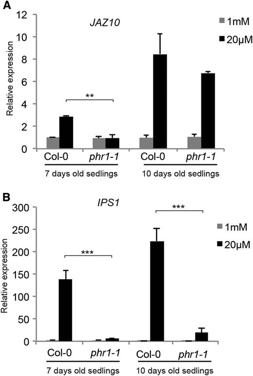The kinetics of JAZ10 induction by Pi deficiency is influenced by PHR1. JAZ10 (A) and IPS1 (B) expression is shown in Col-0 and phr1-1 seedlings grown for 7 or 10 d in medium containing 1 mm (gray bars) or 20 µm (black bars) Pi. Data are means ± sd of three samples obtained from independent plates, with three technical replicates for each sample and each sample consisting of a pool of tissues isolated from 20 seedlings. Asterisks denote statistical significance (**, P < 0.01 and ***, P < 0.001) according to Student’s t test. Statistical analysis was done comparing Col-0 and phr1-1 within each treatment. Experiments were performed independently three times with similar results.
