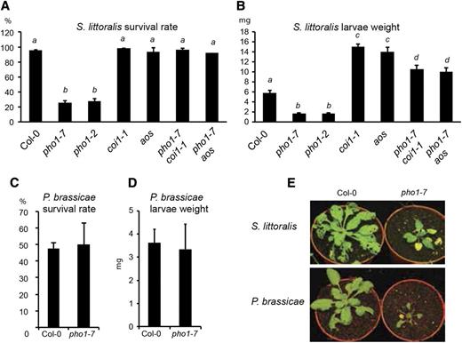 The pho1 mutant is resistant to the generalist herbivore S. littoralis but not the specialist herbivore P. brassicae. A and B, Survival rate (A) and larvae weight (B) of S. littoralis caterpillars after 12 d of feeding on 4-week-old plants grown in fertilized soil. C and D, Survival rate (C) and larvae weight (D) of P. brassicae caterpillars after 7 d of feeding on 4-week-old plants grown in fertilized soil. E, Representative images of Col-0 and pho1-7 plants after feeding on S. littoralis (top) and P. brassicae (bottom). Data are means ± sd of 20 to 30 caterpillars for A and B and 10 to 20 caterpillars for C and D feeding on individually grown plants. Values in A and B marked with lowercase letters were statistically significantly different from those for other groups marked with different letters (P < 0.05, ANOVA with the Tukey-Kramer HSD test). For C and D, Student’s t test was used. Experiments were performed independently two times (C and D) or three times (A and B) with similar results.