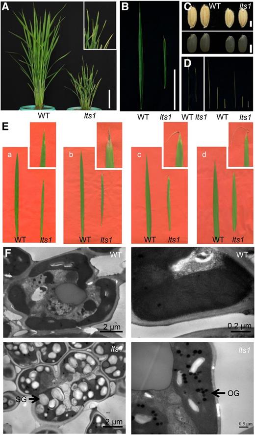 Phenotypic characteristics of the wild type and lts1. A, Wild-type and lts1 plants at the tillering stage. Inset shows a magnified view of a leaf tip of lts1. B, Wild-type and lts1 leaves at the tillering stage. C, Wild-type and lts1 grains (top); wild-type and lts1 brown rice (bottom). D, Wild-type and lts1 stems. E, Kinetic phenotypes of wild-type and lts1 leaves. Insets show magnified views of leaf tip in lts1: a to d, at 30, 50, 70, and 90 d postgermination, respectively. F, TEM analysis of cells close to leaf tips of the wild type and lts1 at the tillering stage. SG, starch grain; OG, osmiophilic globule. Bars = 10 cm in A and B and 2 mm in C.