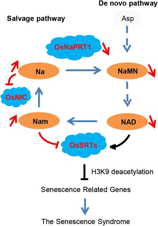Proposed model for the function of OsNaPRT1 in leaf senescence in rice. Na, nicotinate; Nam, nicotinamide; OsNIC, O. sativa nicotinamidase; OsSRTs, O. sativa sirtuins (NAD-dependent protein deacetylases). The red marks show changes in the salvage pathway in lts1.