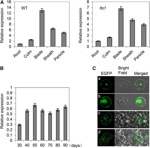 Expression profiles of OsNaPRT1. A, Expression of OsNaPRT1 in various organs, including root, culm, leaf blade, leaf sheath, and panicle at the heading stage in the wild type and lts1. Data are the mean values. Error bars refer to sd of three biological repeats. B, Change over time in OsNaPRT1 transcription levels of fully expanded leaves at different days postgermination in lts1. OsNaPRT1 transcription level in the wild type was set at 1.0. Data are the mean values. Error bars refer to sd of three biological repeats. C, Subcellular localization of OsNaPRT1-EGFP fusion. Transient expression of OsNaPRT1-EGFP fusion in rice protoplast (a) and epidermal cell of N. benthamiana leaves (c) and expression of EGFP in rice protoplast (b) and epidermal cell of N. benthamiana leaves (d) were photographed under a confocal microscope at 488 nm.
