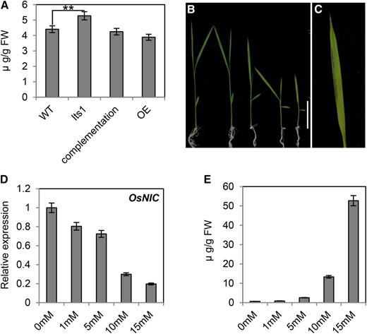 Inhibition of seedling growth and expression of OsNIC in wild-type plants grown on nicotinate. A, Leaf contents of nicotinate in 40-d-old wild-type, lts1, complementation, and overexpression lines plants. Data are the mean values. Error bars refer to sd of three biological repeats. **P ≤ 0.01; Student’s t test. FW, fresh weight. B and C, Ten-day-old seedlings of wild-type plants were transferred from half-strength MS medium to medium supplemented with different concentrations of nicotinate and grown for an additional 7 d (the concentration of nicotinate for the seedling was 0, 1, 5, 10, and 15 mm from left to right). Close-up of the leaf of the seedling grown on 15 mm nicotinate is shown in C. Bar = 5 cm. D, The expression of OsNIC in the leaves of seedlings treated with different concentrations of nicotinate. Data are the mean values. Error bars refer to sd of three biological repeats. E, The contents of nicotinamide in the leaves of seedling treated with different concentrations of nicotinate. Data are the mean values. Error bars refer to sd of three biological repeats. FW, fresh weight.