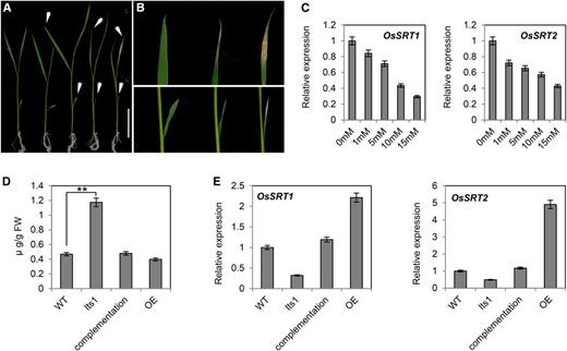 Phenotype of leaf tip and expression of OsSRTs in wild-type plants grown on nicotinamide. A and B, Ten-day-old seedlings of wild-type plants were transferred from half-strength MS medium to medium supplemented with different concentrations of nicotinamide and grown for an additional 7 d (the concentration of nicotinamide for the seedling was 0, 1, 5, 10, and 15 mm from left to right). Close-up of the senescent leaf tips of the seedling indicated by the white arrowheads is shown in order in B. Bar = 5 cm. C, The expression of OsSRTs in the leaves of seedling treated with different concentrations of nicotinamide. Data are the mean values. Error bars refer to sd of three biological repeats. D, Leaf contents of nicotinamide in 40-d-old wild-type, lts1, complementation, and overexpression lines plants. Data are the mean values. Error bars refer to sd of three biological repeats. **P ≤ 0.01; Student’s t test. FW, fresh weight. E, Leaf expressional levels of OsSRTs in wild-type, lts1, complementation, and overexpression lines at 40 d postgermination. Data are the mean values. Error bars refer to sd of three biological repeats.
