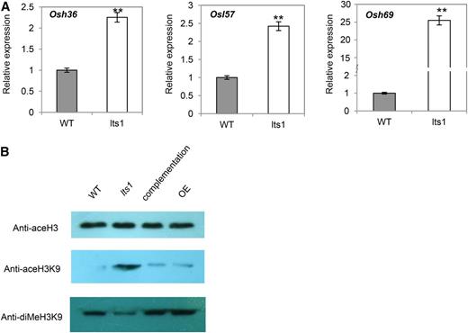 Expression of three SAGs in lts1 and acetylation and dimethylation of total H3K9 in lts1. A, Relative transcript levels of Osh36, Osl57, and Osh69 in wild-type plants were set at 1.0. Data are the mean values. Error bars refer to sd of three biological repeats. **P ≤ 0.01; Student’s t test. B, Western-blot analysis of histone extracted from wild-type, lts1, complementation, and overexpression lines with antibodies against acetylated histone H3, acetylated H3K9, and dimethylated H3K9.