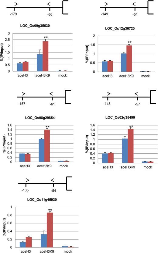 Histone H3 and H3K9 acetylation of senescence-related genes in lts1. DNA was immunoprecipitated with antibodies specific to acetylated histone H3 (aceH3), acetylated H3K9 (aceH3K9), or without antibody (mock). Positions of primers relative to the initiation ATG codon are indicated by arrowheads and numbers. LOC numbers of selected genes are indicated below. Relative amounts of PCR products compared to input chromatin from wild-type extracts (arbitrarily set at 100) are shown in the graphs. Blue bars, the wild type; red bars, lts1. Data are the mean values. Error bars refer to sd of three biological repeats. **P ≤ 0.01; Student’s t test.