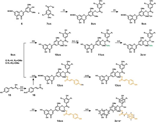 Synthesis of tricin-monolignol, tricin-monolignol acetate, and tricin-monolignol p-coumarate dimeric products 3g′/ s′ and 3g′′/ s′′: (i) K2CO3, N,N-dimethylformamide; (ii) formaldehyde, K2CO3, dioxane; (iii) methanol/CHCl3, HCl; (iv) pyridine/acetic anhydride; (v) ammonium acetate, methanol; (vi) borane-tert-butylamine complex, CH2Cl2; (vii) acetylated p-coumaroyl chloride, 4-dimethylaminopyridine (DMAP), CH2Cl2; (viii) ethylene glycol, 120°C; and (ix) toluene, thionyl chloride.