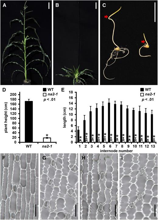 Morphological features of na2 mutants. A, Mature wild-type plant. B, na2-1 plant. C, Wild-type (left) and na2-1 seedlings (right) grown in the dark for 8 d. Red arrows indicate the distal end of the mesocotyls. D, Plant height of the wild type (WT) and na2-1 measured from the soil line to the highest leaf collar. E, Internode lengths of the wild type and the na2-1 mutant. Error bars are sd, and asterisks indicate Student’s t test (P < 0.01) for comparisons between the wild type and na2-1. F to I, Photomicrographs of imprints from wild-type abaxial surface (F), na2-1 abaxial surface (G), wild-type adaxial surface (H), or na2-1 adaxial surface (I). Bars = 20 cm in A and B, 5 cm in C, and 50 µm in F to I.