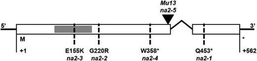 Structure of the na2 locus and alleles. Exons are depicted as white boxes, the intron as a bent black line, and the sequence encoding the putative FAD-binding domain as a small gray box. Alleles are indicated with dashed lines for single-nucleotide polymorphism variations in na2-1, na2-2, na2-3, and na2-4 and a triangle at the site of the Mu13 transposable element insertion in na2-5. The amino acid substitution that results from each single-nucleotide polymorphism is specified above each allele designation, with an asterisk indicating the induction of a stop codon.