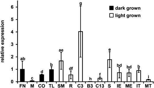 Comparison of relative NA2 mRNA accumulation measurement by qRT-PCR. qRT-PCR was carried out on mRNA extracted from multiple organs. Relative expression was obtained by normalization to the expression level of molybdenum cofactor (GRMZM2G067176) as an internal standard. Samples are indicated on the x axis: FN, 0.25-cm segment containing the first stem node of etiolated seedlings at 5 DAG; M, mesocotyl tissue of 5-DAG etiolated seedlings; CO, coleoptile of 5-DAG etiolated seedlings; TL, true leaves of 5-DAG etiolated seedlings; SM, shoot meristem and surrounding tissue of 9-DAG plants; R, roots of 9-DAG plants; C3, collar of the third leaf from 9-DAG plants; B3, blade from the third leaf of 9-DAG plants; C13, collar of the 13th leaf at maturity; S, stem segment from V7-stage plants; IE, immature ears 0.5 to 2.5 cm in length at the time of harvest; ME, mature ear sampled at silk emergence; IT, immature tassel 0.5 to 2.5 cm in length at the time of harvest; MT, mature tassel sampled at anthesis. Histogram height is proportional to the mean, and error bars indicate sd. Three biological replicates were run in three technical replications each for each sample. Lowercase letters indicate connecting letter report as determined by ANOVA with a posthoc analysis using the Holm-Sidak algorithm with P < 0.05. Samples that share the same letter do not differ statistically, whereas samples that are not connected by the same letter are statistically different.
