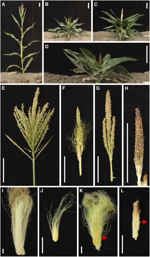 Morphological features of na2-1, d5, and double mutant combinations. All images were taken at maturity. A to D, Wild-type plant (A), na2-1 plant (B), d5 plant (C), and na2-1/d5 plant (D). E to H, Tassel phenotypes of wild-type (E), na2-1 (F), d5 (G), and na2-1/d5 (H) plants. I to L, Ear phenotypes of wild-type (I), na2 -1 (J), d5 (K), and na2-1/d5 (L) plants. Silks have been partially removed from K and L. Red arrows indicate stamens on ears in K and L. Bars = 10 cm (A–H) and 2 cm (I–L).