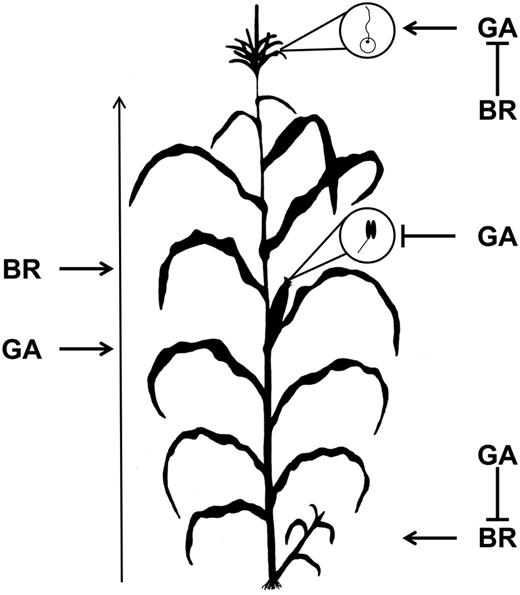 Model of the distinct interactions between na2 and d5 in different organs. BR and GA promote stem elongation and overall plant height additively. BR is required for the increase in tillering when GA is lost. GA suppresses anther formation in the ear independent of BR levels. GA is required for the production of pistil development in tassel florets when BR is absent. The vertical arrow at left of the maize plant indicates total plant height; lines with arrows represent positive regulation; lines with blocked arrows represent negative regulation.