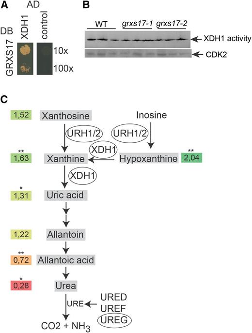 GRXS17 may contribute to the functioning of the purine salvage pathway. A, GRXS17 directly interacts with XDH1. The PJ69-4A yeast strain was cotransformed with GRXS17 in pGBKT7gate and XDH1 in pGADT7gate. The 10× and 100× dilutions of transformed yeasts were dropped on selective medium lacking His. The empty pGADT7gate vector was used as control. One representative from three independent drops is shown. B, XDH1 activity measurements. One hundred micrograms of total protein extract obtained from the indicated plant lines was loaded in each lane (three biological repeats) of a native PAGE and subsequently stained using hypoxanthine as a substrate. C, Purine salvage pathway. Enzymes copurified with GRXS17 in the TAP analysis are encircled. Numbers are averaged relative abundances from five independent samples (grxs17-1/Col-0) of uric acid precursors and ureides mapped on the purine salvage pathway (*P < 0.05; **P < 0.01, Student’s t test; colors: red, decreased; green, increased). The experiments were repeated twice with similar results. WT, Wild type.