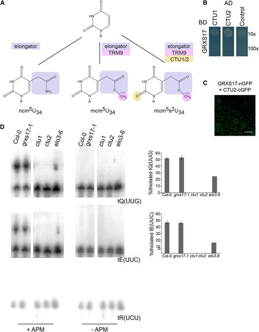 GRXS17 interacts with tRNA thiouridylases. A, Different types of tRNA modifications present in wobble uridines. Modifications by elongator, methylation by TRM9/12, and thiolation by CTUs are indicated in blue, pink, and yellow, respectively. R, Ribose. B, GRXS17 directly interacts with CTU1 and CTU2. The PJ69-4A yeast strain was cotransformed with GRXS17 in pGBKT7gate and CTU1 or CTU2 in pGADT7gate. The 10× and 100× dilutions of transformed yeasts were dropped on selective medium lacking His. The empty pGADT7gate vector was used as control. One representative from three independent drops is shown. C, GRXS17 interaction with CTU2 by BiFC. Fusion proteins with an N-terminal (nGFP) or C-terminal (cGFP) fragment of GFP were transiently coexpressed in N. benthamiana leaves and analyzed by confocal microscopy, 3 d after agro-infiltration. Negative controls are shown in Supplemental Figure S4. D, Total RNA extracted from Col-0, grxs17-1, ctu1, ctu2, or elo3-6 was separated using PAGE in the presence or absence of APM. Subsequently, RNA blots were probed against tQ(UUG), tE(UUC), or control tR(UCU). Quantification of thiolated modified tRNAs (right panels). Bars represent means ± sd of three biological independent samples. No statistical significances were detected between Col-0 and grxs17-1.