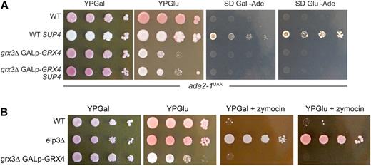 GRX and elongator function are related in yeast. A, GRX3 is required for SUP4 suppressor tRNA function in yeast. Serial 10-fold cell dilutions of wild-type (WT) yeast strain W303-1A (ade2-1 UAA) and its derivative grx3Ɗ GALp-GRX4 (Mühlenhoff et al., 2010) both either lacking or carrying the SUP4 ochre tRNA suppressor were grown on rich (YP) medium containing Gal or Glc (Glu) to repress or induce GRX4 expression, respectively. In addition, the indicated yeast strains were cultivated on minimal (SD) medium containing Gal or Glu but lacking Ade to probe for SUP4-mediated adenine prototrophy. B, Same strains as in (A) and including elp3Ɗ were grown in the presence or absence of zymocin. Both experiments were repeated with similar results.