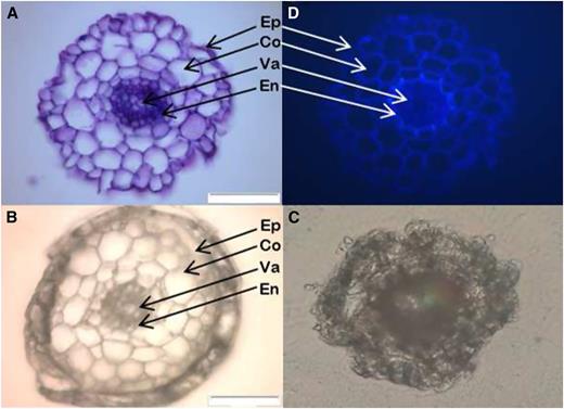 Cross sections from Arabidopsis roots. A, Fresh cross section that was first encapsulated in paraffin, frozen and cryo-sectioned, then stained with Toluidine Blue and viewed with a microscope in the wet condition. B and C, Cross sections that were either encapsulated in paraffin (B) or not (C) prior to freezing, cryo-sectioning and freeze-drying. D, UV light image of a fresh section showing suberized and lignified tissues. A, B, and C were captured with bright field microscopy, and D was captured with UV light microscopy (450–490 nm). Ep, Epidermis; Co, cortex; Va, vascular tissues; En, endodermis. Bars = 50 µm.