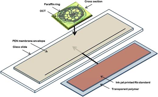Schematic illustration of the procedure for the application of an Rb standard underneath a cross section from Arabidopsis roots. The cross section was first encapsulated in paraffin, cryo-sectioned, and then freeze-dried. The Rb standard was applied on a transparent polymer with an ink-jet printer and then manually inserted in the PEN membrane envelope, under the cross section.
