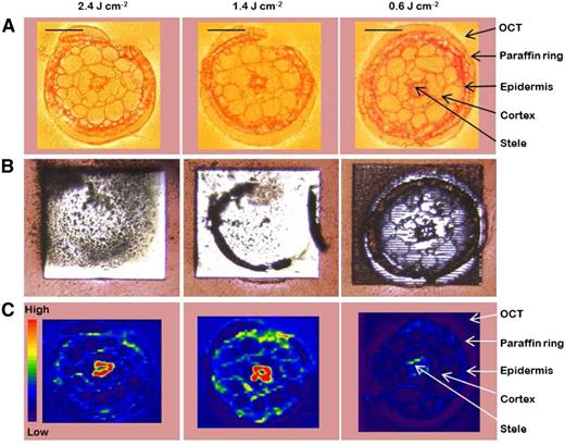 Optimization of LA-ICP-MS settings in order to obtain a quantitative ablation and to achieve the best possible spatial resolution when analyzing cross sections from Arabidopsis roots. All three cross sections were 16 µm thick and were analyzed with decreasing energy levels (left to right) and otherwise identical settings. The energy levels in the laser beam were 2.36, 1.4, and 0.59 J cm−2, respectively. A shows bright-field microscopy images, B shows microscopy images taken after the ablation, and C shows the distribution and ion intensity of K, analyzed as 39K, with LA-ICP-MS. The red-to-blue color spectrum in C represents high to low intensities, respectively (range, 2,000–80,000 counts). Bars = 50 µm.