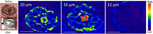 Impact of the thickness of cross sections from Arabidopsis roots on ion intensity. Sections with 20, 16, and 12 µm thickness were analyzed with 1.4 J cm−2 energy in the laser beam. All samples, including the 20-µm-thick section, were quantitatively ablated (top left, before ablation; bottom left, after ablation). The color spectrum represents an ion intensity map of K, analyzed as 39K (range, 2,000–80,000 counts). Bars = 50 µm.