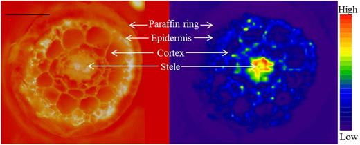 A 20-µm-thick cross section from Arabidopsis roots encapsulated in paraffin, cryo-sectioned, and freeze-dried prior to analysis. The image at left is a UV fluorescence image (450–490 nm) taken before ablation, where the red background color originates from an Rb standard placed below the cross section. The image at the right shows the distribution and ion intensity of 39K ions in the same sample, analyzed by LA-ICP-MS, where the color spectrum represents high to low ion intensities (range, 2,000–80,000 counts). Bar = 50 µm.