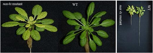 The large image shows wild-type (WT) and nas4x quadruple mutant Arabidopsis plants, 6 weeks old, cultivated in a hydroponic system with standard nutrient conditions. The mutant (left) displays interveinal chlorosis, which is a known symptom of iron deficiency. The small image shows a full-size image of the wild-type and nas4x mutant plants.