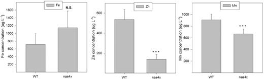 Xylem sap concentrations of micronutrients in 6-week-old wild-type (WT) and nas4x mutant plants of Arabidopsis (n = 3). The plants were cultivated under standard nutrient conditions in a hydroponic system.