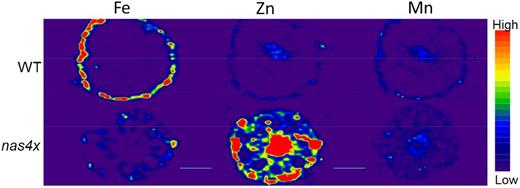Twenty-micrometer-thick cross sections from roots of wild-type (WT; top) and nas4x (bottom) Arabidopsis plants analyzed by LA-ICP-MS. The plants were 6 weeks of age and were cultivated under normal nutrient conditions in a hydroponic system. The color spectrum represents high to low ion intensities of 56Fe (left), 66Zn (middle), and 55Mn (right), in the ranges 4,000 to 20,000, 200 to 500, and 40 to 400 counts, respectively. Bars = 50 µm.