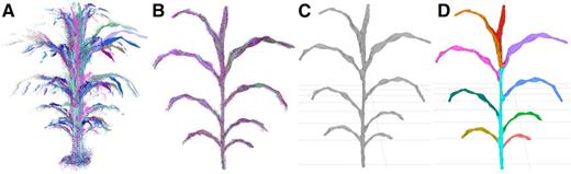 Processing of image data to segmented meshes. A, Point clouds are sampled from multiple perspectives around the plant. B, The point clouds are registered to the same frame and combined. C, The combined cloud is meshed to generate a set of polygons approximating the surface of the plant. D, The mesh is segmented into a shoot cylinder, leaves, and an inflorescence (if one exists; Supplemental Fig. S2), and phenotypes are measured automatically.