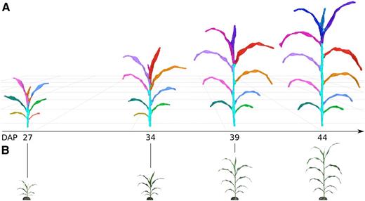 Plant growth over time. A, Segmented meshes for replicate 3 of RIL 175 are depicted at four different DAP time points. Leaf colors represent individual segmented leaves and have been assigned manually to enable tracking of the same leaf between meshes; Supplemental Figure S3 depicts how color is assigned automatically by the platform. The shoot cylinder is colored cyan. Meshes are depicted at the same relative scale. B, RGB data (not to scale) that correspond to the imaged plants and were coacquired with depth images; Supplemental Figure S3 depicts original RGB images.