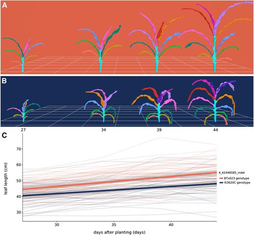 Organ-level measurement of average leaf length over time. A and B, Meshes displaying development over time for a plant bearing BTx623 alleles (A; RIL 257) and a plant bearing IS3620C alleles (B; RIL 306) of an indel marker on chromosome 4 that had the MLOD for leaf length. C, Change in average leaf length over time. Each thin line in the plot represents the average leaf length of a RIL (n = 3) colored by its genotype. Leaf length was calculated as the average of the third, fourth, and fifth leaves counting from the bottom, corresponding to the light green, dark green, and blue leaves in A and B. The two thick lines represent a linear fit for each genotype and 95% confidence intervals.