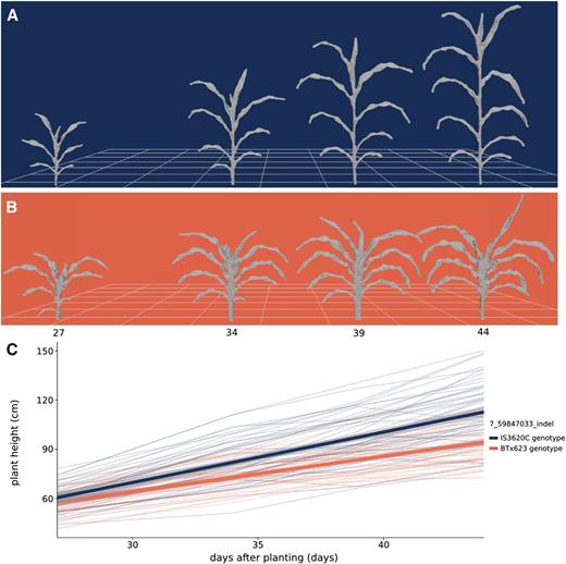 Composite measurement of shoot height over time. A and B, Meshes displaying development over time for a plant bearing IS3620C alleles (A; RIL 175) and BTx623 alleles (B; RIL 19) of an indel marker closely linked with the Dw3 gene, an auxin transporter that regulates plant height. C, Change in plant height over time. Each thin line in the plot represents the average height of a RIL (n = 3) colored by its genotype at the Dw3 locus. Shoot height was measured as the vertical distance from the lowest shoot point to the highest shoot point, including leaves and inflorescence (Table I). The two thick lines represent a linear fit for each genotype at Dw3 and 95% confidence intervals.