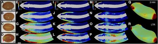 Distinct steps of seed germination occur in discrete cellular locations. Quantification of 3D growth across embryo germination at single-cell resolution. Shown are Arabidopsis seeds at the sampled stages of germination (A–D), BTR (A, E, I, and M), during ETR (B, F, J, and N), during LTR (C, G, K, O, and R), and having JG (D, H, L, and P). E to H, Mean relative increase in cell surface area. I to L, Mean relative increase in radial cell length. M to P, Mean relative increase in longitudinal cell length. Data were derived from four embryos at each time point and calculated relative to unexpanded embryos at 3 HAI. Q and R, Mesh showing the surface curvature of the Arabidopsis embryo axis at 3 HAI (Q) and LTR false-colored for Gaussian curvature (R). Scale bar for all in H is 50 µm. The line in G indicates the position of visible testa rupture. See also Supplemental File S1, Supplemental Figures S1 and S2, and Supplemental Movie S1.