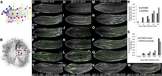 Identification of late-induced midhypocotyl gene expression and protein accumulation patterns in germinating Arabidopsis embryos. A, Coexpressed genes whose protein products are cell wall targeted. Different classes of wall-modifying activity are indicated by different colors with expansin in blue and the subtilisin in green. B, Positions of EXPA3, SBT4.11, and ATHB5 within the gene coexpression network SeedNet. C to Q, EXPA3::GUS promoter activity (C–G), SBT4.11::GUS promoter activity (H–L), and ATHB5::ATHB5-GUS protein localization (M–Q) at 12 HAI (C, H, and M), BTR (D, I, and N), ETR (E, J, and O), LTR (F, K, and P), and JG (G, L, and Q). R, Transcript levels of EXPA3 and ATHB5 during imbibition based on previously published microarray data (Nakabayashi et al., 2005). S, Quantification of GUS activity reflecting EXPA3::GUS promoter activity, and ATHB5::ATHB5-GUS protein abundance within germinating embryos. Absolute activities for each reporter were normalized to the total activity of each detected throughout the time course for comparison. T to W, EXPA3::GUS and ATHB5::ATHB5-GUS reporters in the ga1-3 mutant background at 24 HAI in the presence or absence of GA.