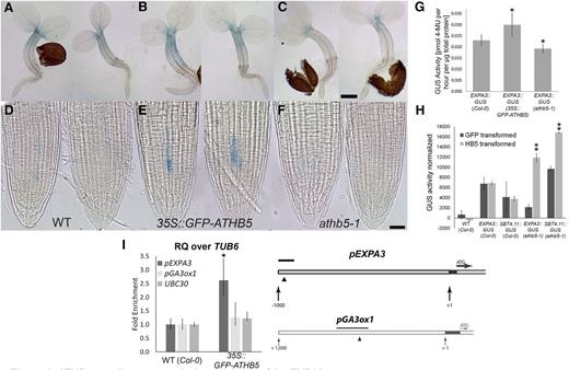 ATHB5 contributes toward the regulation of the EXPA3 promoter. A to F, Light microscopic images of GUS-stained 2-d-old EXPA3::GUS seedlings in wild type (Col; A and D), 35S::GFP-ATHB5 (B and E), and athb5-1 (C and F) background. Whole seedlings (A–C) and their root tips (D–F) are shown. Scale bars are 100 μm (C) and 20 μm (F). G, GUS activity in protein extracts from EXPA3::GUS seedlings in wild type (Col-0), 35S::GFP-ATHB5, and athb5-1 background at 48 HAI determined by fluorometric assay. Data are mean ± sd of biological quadruplicates. Asterisks indicate significant difference, according to a two-tailed Student’s t test (*P < 0.05). H, GUS activity in mesophyll protoplasts from EXPA3::GUS and SBT4.11::GUS reporter lines transfected with a 35S::ATHB5 construct. Asterisks indicate significant difference, according to a two-tailed Student’s t test (**P < 0.001). I, ChIP-qRT-PCR analysis of the ATHB5 bindings. The triangle shows the position of an ATHB5 binding site in the EXPA3 promoter (Johannesson et al., 2001), and the black bar indicates the position of fragment amplified by qRT-PCR. Graphs indicate relative enrichment of amplified fragments over TUBULIN6 (TUB6) in chromatin isolated from germinating 35S::GFP-ATHB5 seedlings, normalized to chromatin from wild-type (WT) embryos. Amplification of UBIQUITIN CONJUGATING ENZYME E230 (UBC30; Gibbs et al., 2014) and GA3-OXIDASE1 (GA3ox1) promoter sequences were included as controls. The GA3ox1 promoter contains an ATHB5 consensus binding site as indicated by the black arrowhead. RQ, Relative quantity. Data are mean ± sd of biological triplicates. Asterisks indicate significant difference, according to a two-tailed Student’s t test (P < 0.05).