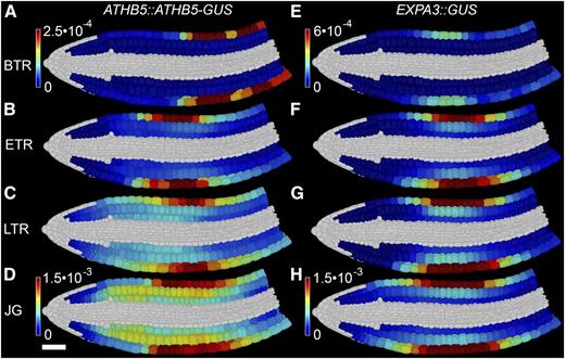 ATHB5 protein abundance and EXPA3 promoter activity are spatiotemporally coregulated during Arabidopsis seed germination. Shown is digital single-cell quantification of ATHB5 protein abundance (A–D) and EXPA3 promoter activity (E–H), at BTR (A and E), ETR (B and F), LTR (C and G), and JG (D and H). Reporter quantification data were derived from four embryos each. The mean GUS quantity in each cell was calculated and normalized to GUS activity as determined by quantitative fluorometric assays for each sample. White scale bar for all in D is 50 µm. See also Supplemental Figure S4, Supplemental File S2, and Supplemental Movie S2.