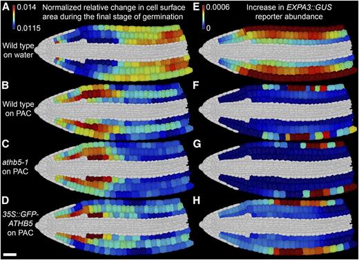 ATHB5 correlates with EXPA3 promoter activity and GA-mediated growth specifically in the embryonic hypocotyl. Shown is relative increase in cell surface area (A to D) and increase in EXPA3 promoter activity (E–H) in wild-type, athb5-1 knockout, and 35S::GFP-ATHB5 embryos between the final germination stages (LTR to JG) on water (A and E) and on 5 µm PAC (B–D and F–H). A to D, Changes in cell surface area were determined as the ratio between LTR and JG and frequency normalized to enable comparisons across genotypes. E to H, Change in EXPA3 promoter activity between LTR and JG. The mean GUS quantity in each cell was calculated, and the difference between these means at JG and LTR was determined. All growth and reporter quantification data were derived from four embryos at each stage. White scale bar in D is 50 µm.