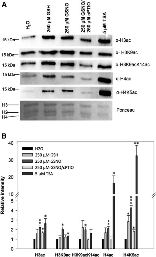 Histone acetylation in Arabidopsis seedlings after GSNO, GSH, GSNO/cPTIO, and TSA treatments. A, Histones were extracted from liquid-grown seedlings treated with 250 µm GSNO, 250 µm GSH, 250 µm GSNO/500 µm cPTIO, 5 µm TSA, or water (control) and probed against different histone acetylation marks by western blot. As a loading control, the Ponceau S-stained membrane is shown. One representative experiment out of three is shown. B, Quantification of western-blot results. Signal intensities were measured using ImageJ software and normalized to the amount of loaded H3. Values are expressed as fold change over the control treatment. Values shown are means ± se of three independent experiments. *, P < 0.05; **, P < 0.01; and ***, P < 0.001 by Student’s t test.