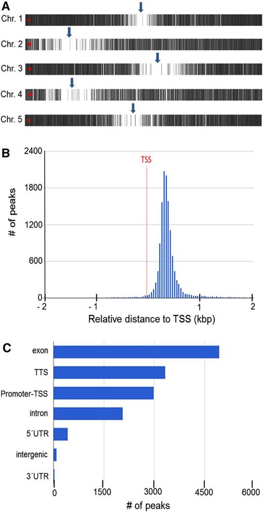 General features of H3K9/14ac. A, H3K9/14ac distribution along Arabidopsis chromosomes. Each vertical gray line represents one H3K9/14ac peak. Arrows indicate the approximate positions of centromers. This image was prepared using PAVIS. B, Histogram of the distance of peak centers to the nearest annotated TSS. C, Location annotation of peaks. Peaks were annotated to functional DNA elements. TTS, Transcription termination site; UTR, untranslated region. B and C were prepared using the ChIPseek software portal (Chen et al., 2014).