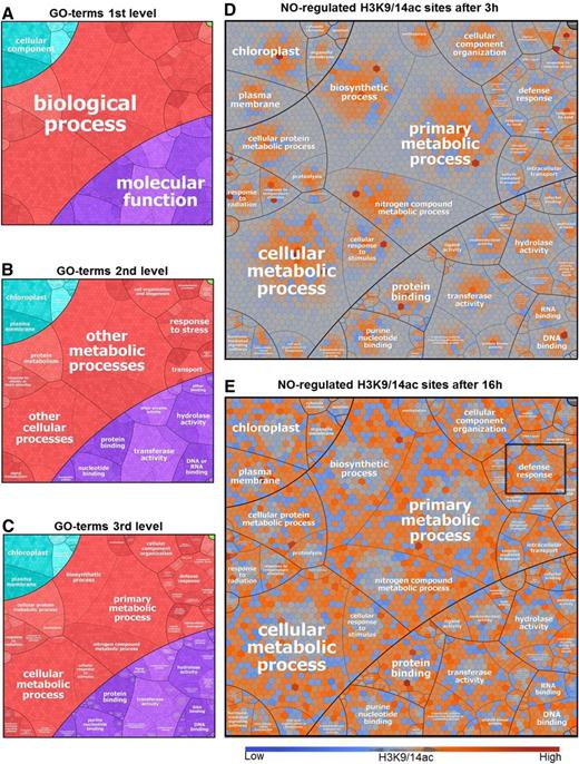 Voronoi treemaps visualizing the functional categorization of genes displaying NO-responsive H3K9/14ac. A to C, Each section in the treemap represents a specific GO term, according to the hierarchical structures depicted, based on GO slim terms and their children (see “Materials and Methods”). D and E, The maps show the log2 fold changes (GSNO versus control) of H3K9/14ac for all genes (Voronoi cells) that display NO-responsive H3K9/14ac (at either time point). Red, Increased H3K9/14ac; blue, decreased H3K9/14ac; gray, no change. The term defense response is highlighted in E.