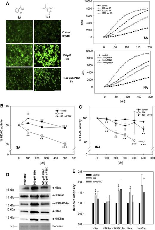 Effects of SA/INA-induced NO production on HDAC activity and histone acetylation. A, NO production after SA and INA treatments. Fluorescence images show DAF-FM DA-loaded protoplasts after control (ethanol) and SA/INA ± cPTIO treatments. The experiment was repeated twice with similar results. EtOH, Ethanol. Bar = 100 µm. Graphs at right show the quantification of DAF-FM fluorescence in protoplasts stimulated with different concentrations of INA or SA. Fluorescence was detected on a fluorescence microplate reader. Values are means ± se (hidden by symbols) of 12 technical replicates. The experiment was repeated twice with similar results. B and C, NO-dependent inhibition of HDAC activity in protoplasts after SA and INA treatments. Protoplasts were incubated with INA (B) or SA (C) in the presence or absence of 100 µm cPTIO. Ethanol was used as a solvent control. Values are expressed as percentage of HDAC activity in untreated protoplasts. Values are means ± se of three independent protoplast preparations. *, P < 0.05; **, P < 0.01; and ***, P < 0.001 by Student’s t test. Asterisks below the white circles mark statistically significant inhibition in comparison with the control treatment, whereas asterisks in proximity to triangles indicate significant differences compared with SA or INA treatment. D, Histone acetylation in Arabidopsis seedlings after control (methanol), INA, or INA/cPTIO treatment. Histones were extracted from liquid-grown seedlings treated with 500 µm INA, 500 µm INA/500 µm cPTIO, or methanol (control) and probed against different histone acetylation marks by western blot. As a loading control, a fraction of the Ponceau-stained membrane is shown (H1). One representative experiment out of three is shown. E, Quantification of western-blot results. Signal intensities were measured using ImageJ software and normalized to the amount of loaded H1. Values are expressed as fold change over control treatment. Values shown are means ± se of three independent experiments. *, P < 0.05 and **, P < 0.01 by Student’s t test.