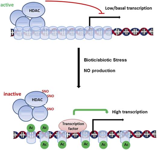 NO-mediated inhibition of HDACs might contribute to stress gene induction. In nonchallenged conditions, HDAC complexes repress the transcription of stress-responsive genes by deacetylation of the corresponding chromatin regions. Upon exposure to stress, NO is produced, resulting in the inhibition of HDAC complexes. This might activate transcription in tight interplay with transcription factors. Blue cylinders, Nucleosomes; green circles, acetyl groups (Ac); black arrow, TSS.