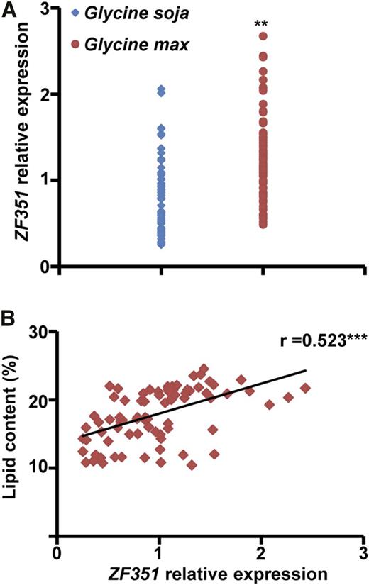 ZF351 expression and correlation with seed oil content in wild and cultivated soybeans. A, ZF351 transcript levels in H5 seeds of wild soybean accessions (n = 51) and cultivated soybean accessions (n = 48). B, Pearson correlation analysis (r) between seed oil content of soybeans and ZF351 expression level of H5 seeds. Asterisks indicate significant differences (**, P < 0.01 and ***, P < 0.001).