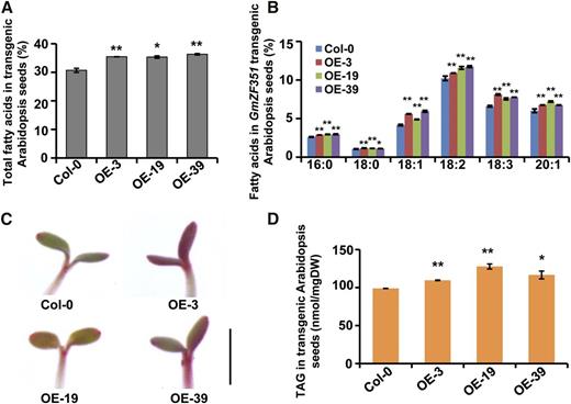 Overexpression of GmZF351 increases seed oil content in transgenic Arabidopsis plants. A, Total FA contents in seeds of GmZF351 transgenic plants. Error bars indicate sd (n = 4). B, FA composition in seeds of GmZF351 transgenic plants. Error bars indicate sd (n = 4). C, Fat Red 7B staining of GmZF351 transgenic plants. Bar = 2 mm. D, TAG contents in seeds of GmZF351 transgenic plants. Error bars indicate sd (n = 3). DW, Dry weight. Asterisks indicate significant differences compared with Col-0 (*, P < 0.05 and **, P < 0.01).