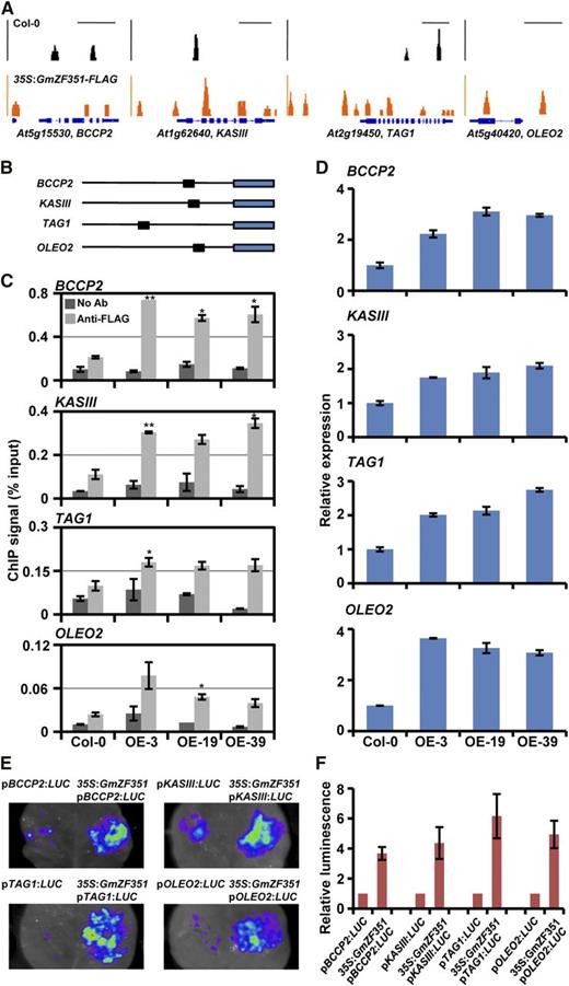 GmZF351 activates the expression of BCCP2, KASIII, TAG1, and OLEO2 by binding to the promoter regions. A, ChIP-seq genome browser views of GmZF351 occupancy at four selected loci in Col-0 and 35S:GmZF351-FLAG transgenic plants. Orange peaks represent read numbers in transgenic line OE-19, and black peaks represent read numbers in Col-0. Bars indicate 1-kb regions in the genome. B, Positions of the promoter sequences in GmZF351-binding genes identified by ChIP-seq. The black lines and blue rectangles indicate 2-kb promoter regions and CDS regions, respectively. The black rectangles indicate promoter fragments used for ChIP-qPCR analysis. C, ChIP-qPCR analysis of the GmZF351-binding genes. Chromatin immunoprecipitated without antibody was used as a negative control, while isolated chromatin before immunoprecipitation was used as an input control. The ChIP signal (% input) was quantified as a percentage of input DNA by qPCR. Asterisks indicate significant differences of anti-FLAG ChIP signal in GmZF351-OE plants compared with those in Col-0 (*, P < 0.05 and **, P < 0.01). Error bars indicate sd (n = 3). D, Expression of BCCP2, KASIII, TAG1, and OLEO2 in GmZF351 transgenic Arabidopsis plants. RNA samples were prepared from 5-d-old seedlings. The mRNA level (relative to At4g12590) of each gene in Col-0 was set to 1. Error bars indicate sd (n = 3). E, GmZF351 activates the promoter activity of BCCP2, KASIII, TAG1, and OLEO2 genes by transient expression assay in tobacco leaves. The promoters of downstream genes are fused with LUC as reporters. The A. tumefaciens harboring reporter vector was mixed with A. tumefaciens harboring 35S:GmZF351-FLAG and infiltrated into tobacco leaves. A. tumefaciens harboring pGWB412 was used as a negative control. LUC images were taken 2 d after infiltration. F, Quantitative analysis of the luminescence intensity in E. Luminescence intensity is analyzed with IndiGo software. Error bars indicate sd (n = 5).